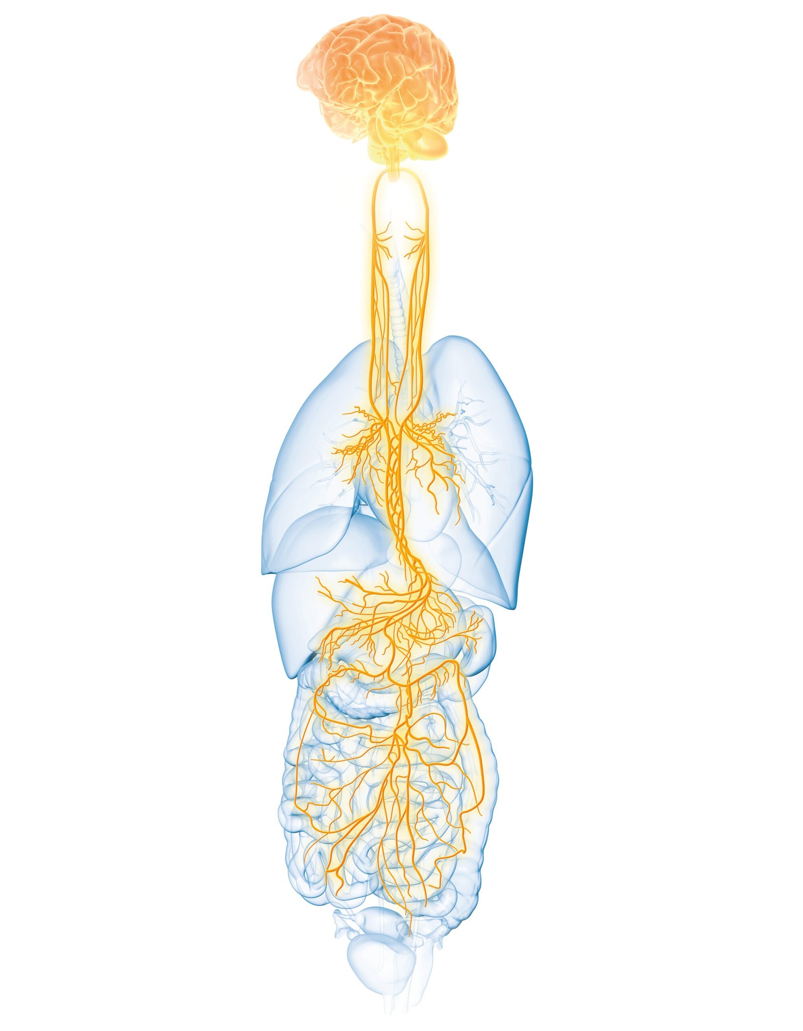 Short and Sweet -Polyvagal Theory and How It Works